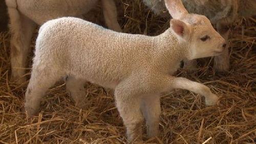 小羊最新爆料视频,幕后真相大曝光！